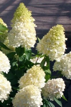 Sweet Summer Panicle Hydrangea - 3 Gallon Pot -Cheap US Topiary Plant Store hydrangea paniculata sweet summer 2