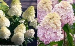 Sweet Summer Panicle Hydrangea - 3 Gallon Pot -Cheap US Topiary Plant Store hydrangea paniculata sweet summer 7