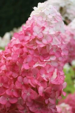 Vanilla Strawberry Hydrangea - 3 Gallon Pot -Cheap US Topiary Plant Store hydrangea paniculata vanilla strawberry 20