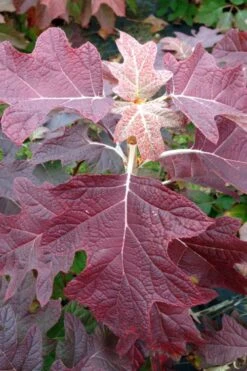 Gatsby Pink Oakleaf Hydrangea - 3 Gallon Pot -Cheap US Topiary Plant Store hydrangea quercifolia gatsby pink 15