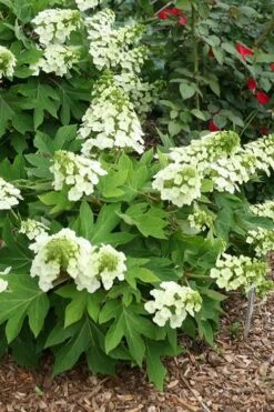 Pee Wee Dwarf Oakleaf Hydrangea - 1 Gallon Pot -Cheap US Topiary Plant Store hydrangea quercifolia pee wee oakleaf 1