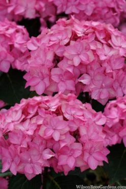 Let's Dance 'Can Do' Hydrangea - 3 Gallon Pot -Cheap US Topiary Plant Store hydrangea serrata lets dance can do 2