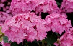Let's Dance 'Can Do' Hydrangea - 2 Gallon Pot -Cheap US Topiary Plant Store hydrangea serrata lets dance can do 3 1