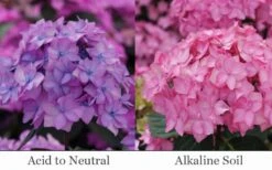 Let's Dance 'Can Do' Hydrangea - 2 Gallon Pot -Cheap US Topiary Plant Store hydrangea serrata lets dance can do 6 1