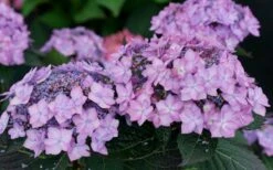 Let's Dance 'Can Do' Hydrangea - 3 Gallon Pot -Cheap US Topiary Plant Store hydrangea serrata lets dance can do 7