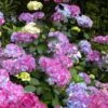 Preziosa Multi Color Hydrangea - 3 Gallon Pot