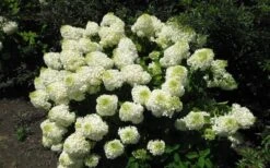 Silver Dollar Hydrangea - 1 Gallon Pot 9 Silver Dollar Hydrangea - 1 Gallon Pot -Cheap US Topiary Plant Store hydrangea silver dollar 2 1