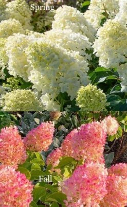 Silver Dollar Hydrangea - 1 Gallon Pot 8 Silver Dollar Hydrangea - 1 Gallon Pot -Cheap US Topiary Plant Store hydrangea silver dollar 4 1