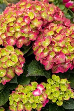 Tilt-A-Swirl Hydrangea - 3 Gallon Pot -Cheap US Topiary Plant Store hydrangea tilt a whirl 500x750 1