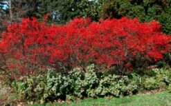 Sparkleberry Female Winterberry Holly - 1 Gallon Pot -Cheap US Topiary Plant Store ilex verticillata sparkleberry holly 1