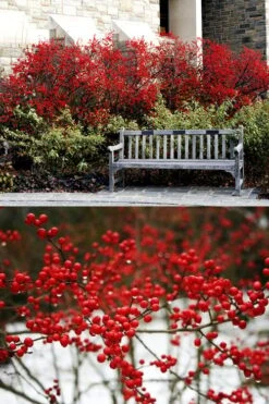 Sparkleberry Female Winterberry Holly - 1 Gallon Pot -Cheap US Topiary Plant Store ilex verticillata sparkleberry holly 4