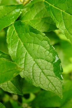 Sparkleberry Female Winterberry Holly - 1 Gallon Pot -Cheap US Topiary Plant Store ilex verticillata sparkleberry holly 5