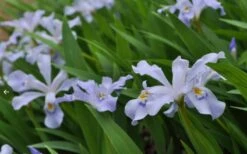 Dwarf Crested Iris (Iris Cristata) - 1 Gallon Pot -Cheap US Topiary Plant Store iris cristata 12