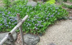 Dwarf Crested Iris (Iris Cristata) - 1 Gallon Pot -Cheap US Topiary Plant Store iris cristata 13