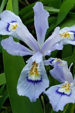 Dwarf Crested Iris (Iris Cristata) - 1 Gallon Pot -Cheap US Topiary Plant Store iris cristata 3