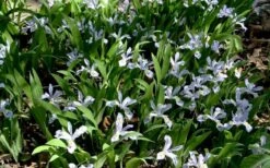 Dwarf Crested Iris (Iris Cristata) - 1 Gallon Pot -Cheap US Topiary Plant Store iris cristata 7
