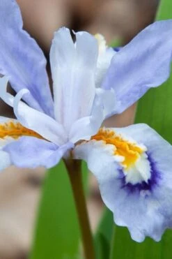 Dwarf Crested Iris (Iris Cristata) - 1 Gallon Pot -Cheap US Topiary Plant Store iris cristata 9