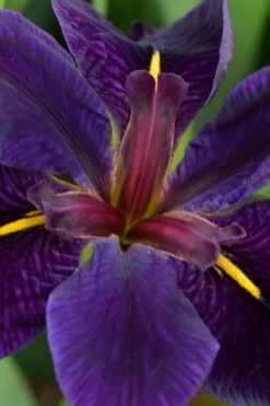 Black Gamecock Louisiana Iris - 1 Gallon Pot -Cheap US Topiary Plant Store iris louisiana black gamecock 2