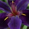 Black Gamecock Louisiana Iris - 1 Gallon Pot