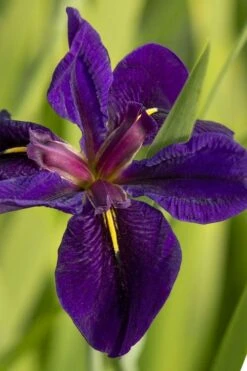 Black Gamecock Louisiana Iris - 1 Gallon Pot -Cheap US Topiary Plant Store iris louisiana black gamecock 4