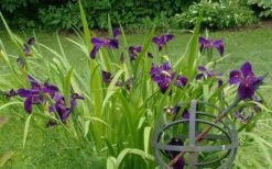 Black Gamecock Louisiana Iris - 1 Gallon Pot -Cheap US Topiary Plant Store iris louisiana black gamecock 5