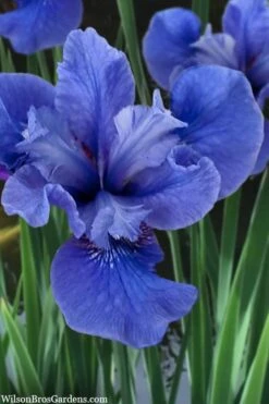 Cote D'Azur Siberian Iris - 1 Gallon Pot -Cheap US Topiary Plant Store iris siberica cote d azur 3