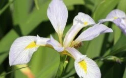 White Southern Flag Iris - 1 Gallon Pot -Cheap US Topiary Plant Store iris virginica albus southern white flag iris 1