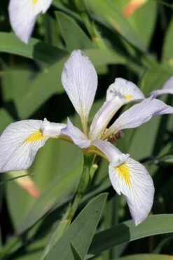 White Southern Flag Iris - 1 Gallon Pot -Cheap US Topiary Plant Store iris virginica albus southern white flag iris 2
