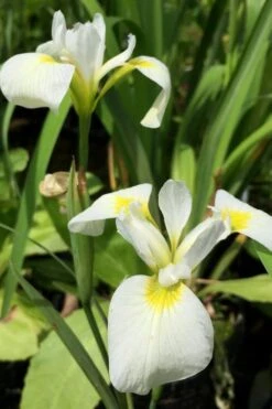White Southern Flag Iris - 1 Gallon Pot -Cheap US Topiary Plant Store iris virginica albus southern white flag iris 5