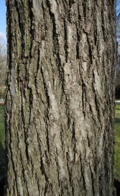 Black Walnut Tree (Juglans Nigra) - 3 Gallon Pot -Cheap US Topiary Plant Store juglans nigra black walnut bark 1