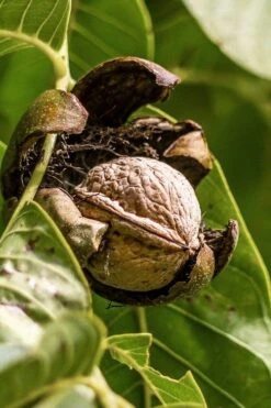 Black Walnut Tree (Juglans Nigra) - 3 Gallon Pot -Cheap US Topiary Plant Store juglans nigra black walnut fruit 1