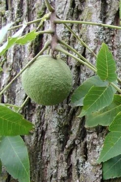 Black Walnut Tree (Juglans Nigra) - 3 Gallon Pot -Cheap US Topiary Plant Store juglans nigra black walnut fruit 4