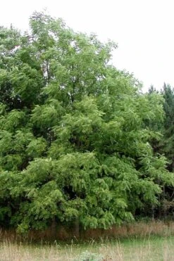 Black Walnut Tree (Juglans Nigra) - 3 Gallon Pot -Cheap US Topiary Plant Store juglans nigra black walnut tree 2