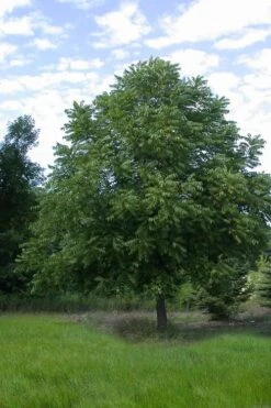 Black Walnut Tree (Juglans Nigra) - 3 Gallon Pot -Cheap US Topiary Plant Store juglans nigra black walnut tree 3