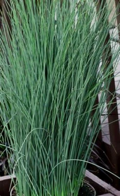 Blue Dart Rush (Juncus) - 10 Pack Of Quart Pots -Cheap US Topiary Plant Store juncus blue dart rush 3