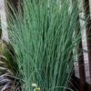 Blue Dart Rush (Juncus) - 10 Pack Of Quart Pots
