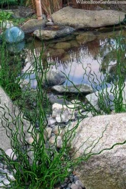 Big Twister Giant Corkscrew Rush (Juncus Effusus) - 5 Pack Of Quart Pots -Cheap US Topiary Plant Store juncus effusus big twister 100