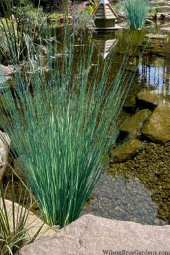 Blue Arrows Rush (Juncus Inflexus) - 1 Gallon Pot -Cheap US Topiary Plant Store juncus inflexus blue arrows rush 21 1