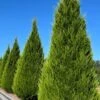 Brodie Eastern Red Cedar - 7 Gallon Pot (3-4')