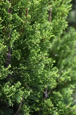 Brodie Eastern Red Cedar - 7 Gallon Pot (4-5') -Cheap US Topiary Plant Store juniperus virginiana brodie eastern red cedar 3 1