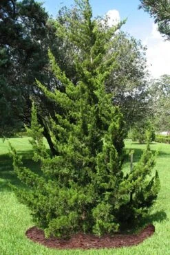Canaertii Juniper (Red Cedar) - 3 Gallon Pot -Cheap US Topiary Plant Store juniperus virginiana canaertii eatern red cedar 2 1