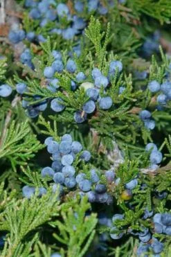 Canaertii Juniper (Red Cedar) - 3 Gallon Pot -Cheap US Topiary Plant Store juniperus virginiana canaertii eatern red cedar 4 2