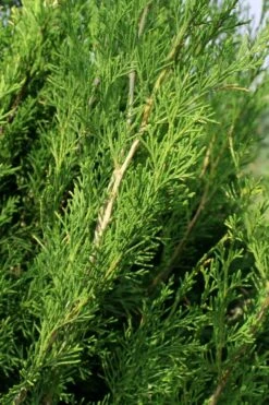Emerald Feather Juniper - 2 Gallon Pot (2-3') -Cheap US Topiary Plant Store juniperus virginiana emerald feather juniper 2