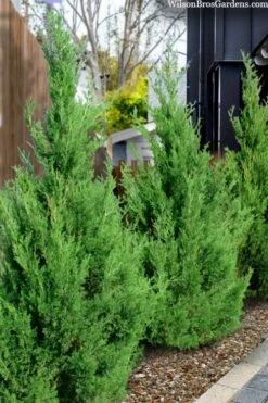 Emerald Feather Juniper - 2 Gallon Pot (2-3') -Cheap US Topiary Plant Store juniperus virginiana emerald feather juniper 5