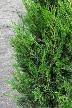 Emerald Feather Juniper - 2 Gallon Pot (2-3') -Cheap US Topiary Plant Store juniperus virginiana emerald feather juniper 6