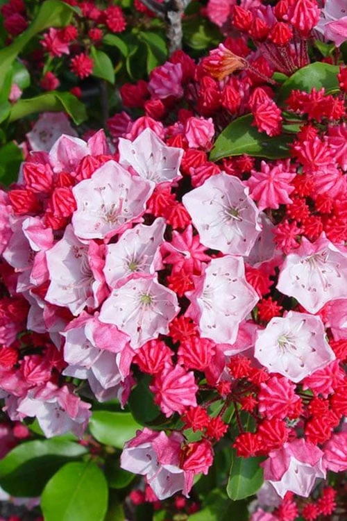 Carol Mountain Laurel (Kalmia Latifolia) - 2 Gallon Pot 1 Carol Mountain Laurel (Kalmia Latifolia) - 2 Gallon Pot