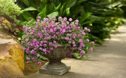 Luscious Grape Lantana - 5 Pack Of Quart Pots -Cheap US Topiary Plant Store lantana luscious grape 2