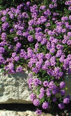 Luscious Grape Lantana - 5 Pack Of Quart Pots -Cheap US Topiary Plant Store lantana luscious grape 3