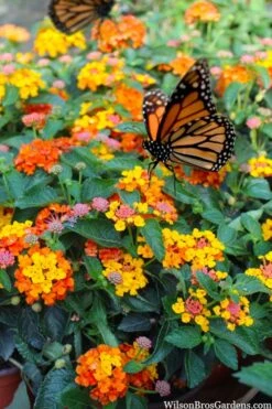 Sonset Hardy Lantana - 1 Gallon Pot 12 Sonset Hardy Lantana - 1 Gallon Pot -Cheap US Topiary Plant Store lantana sonset 104