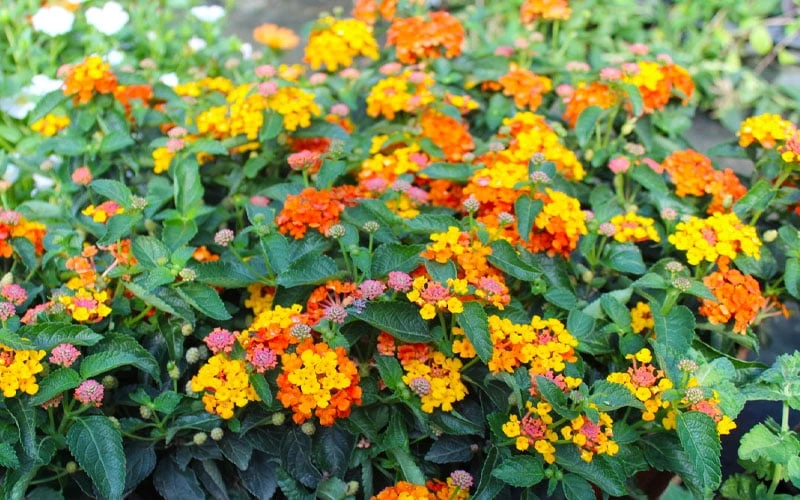 Sonset Hardy Lantana - 1 Gallon Pot 8 Sonset Hardy Lantana - 1 Gallon Pot - Image 8